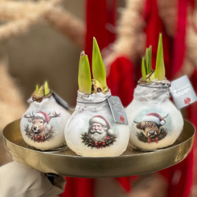 Святковий сет з трьох воскових цибулин амарилісів «Санта і друзі»