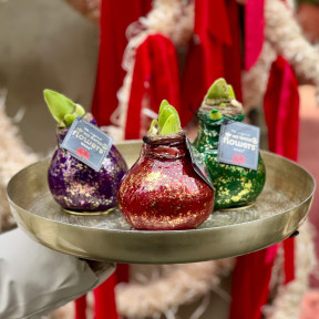 Сет із трьох яскравих воскових цибулин амарилісів «Нічний спалах»