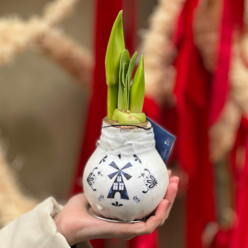 Waxed amaryllis bulb in the iconic Delft Blue design «Dutch Classic»