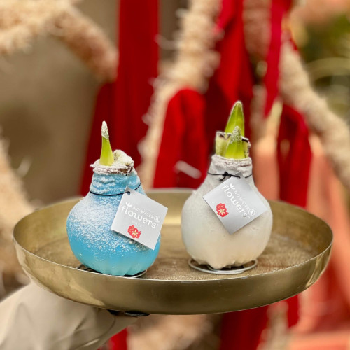 Сет із двох засніжених воскових цибулин амарилісів «Новорічний настрій»