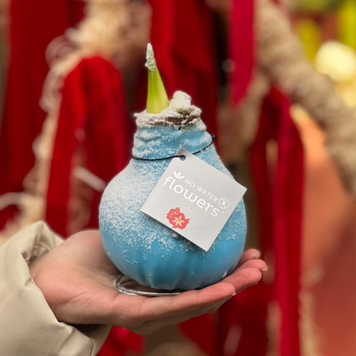 Сет із двох засніжених воскових цибулин амарилісів «Новорічний настрій»