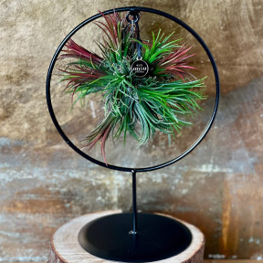 Тіландсія на підвісній основі «Рубіновий феєрверк»