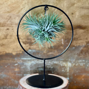 Тіландсія на підвісній основі «Повітряне полум’я»