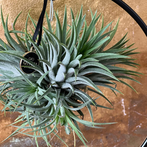 Тіландсія на підвісній основі «Повітряне полум’я»