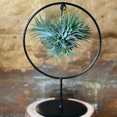 Тіландсія на підвісній основі «Повітряне полум’я»