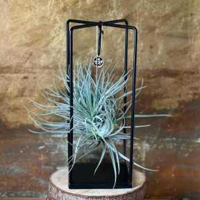 Тіландсія на підвісній основі «Срібна зоря»