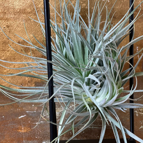 Тіландсія на підвісній основі «Срібна зоря»