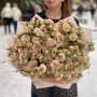 Luxurious bouquet with 19 stems of spray peony roses «Bronze Mocha»