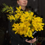 5 гілок ароматної італійської мімози у букеті «Південне сонце»