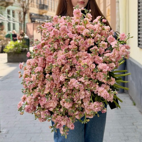 Apricot Peach Spray Matthiola price 2 475 грн delivery to Lviv - Kvitna