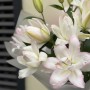 3 Stems of luxurious double Roselily Anouska lily in the bouquet «Starry Dreams»