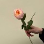 Преміальна півонієвидна троянда Juliet від David Austin