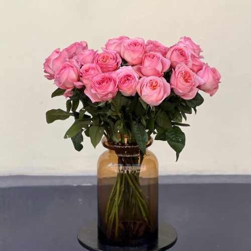 Pink peony rose of the Pink X-Pression variety