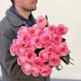 Pink peony rose of the Pink X-Pression variety