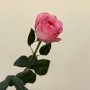 Pink peony rose of the Pink X-Pression variety