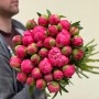 Півонія сорту Coral Charm