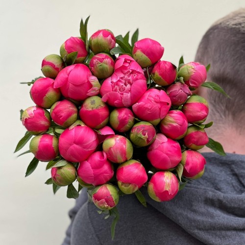 Півонія сорту Coral Charm