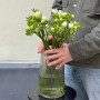 Ароматна біла фрезія