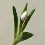 Тюльпан классический Kobla