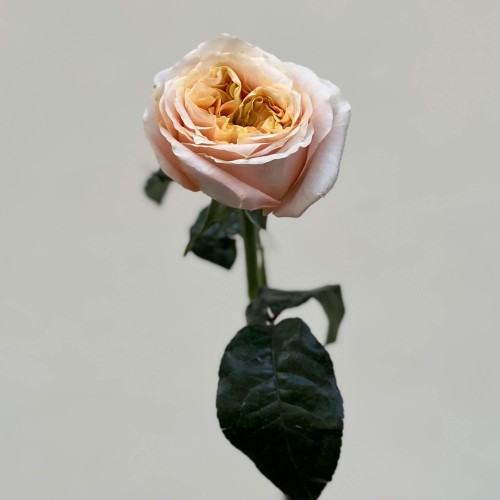 Melon X-Pression Peony Rose