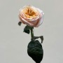 Melon X-Pression Peony Rose