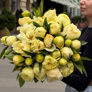 Півонія Bartzella