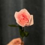 Ароматна півонієвидна троянда Pink O'Hara