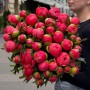 Півонія Coral Charm