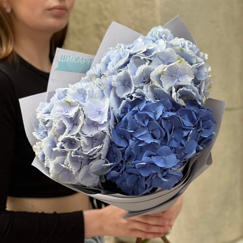 Mix of 3 hydrangeas in cool shades «Fresh Breeze»