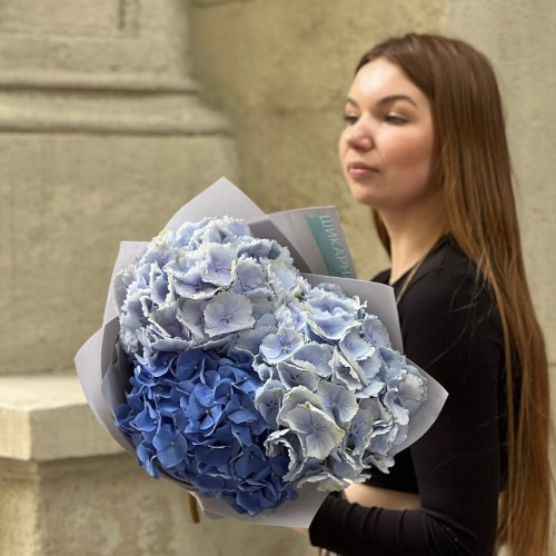 Mix of 3 hydrangeas in cool shades «Fresh Breeze»