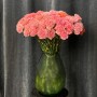 Діантуси в асортименті