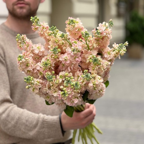 Milla Salmon Matthiola