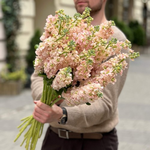 Milla Salmon Matthiola