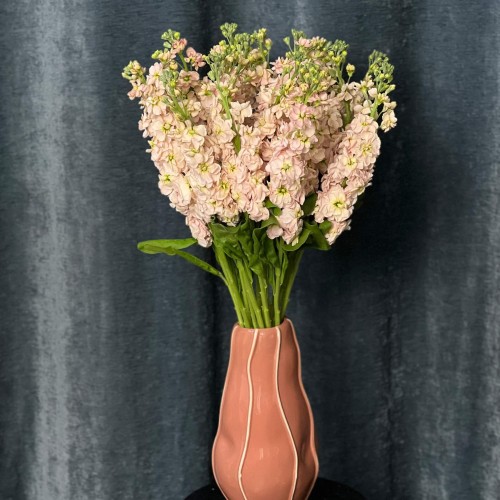 Milla Salmon Matthiola