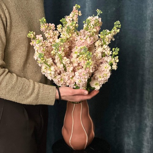Milla Salmon Matthiola