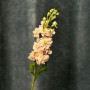 Milla Salmon Matthiola