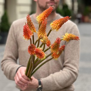 Alcazar Kniphofia