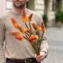 Alcazar Kniphofia