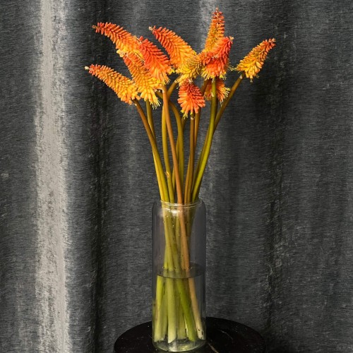 Alcazar Kniphofia