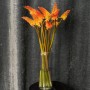 Alcazar Kniphofia