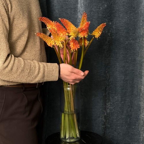 Alcazar Kniphofia