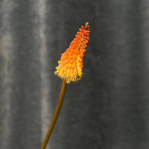 Alcazar Kniphofia