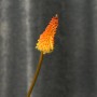 Alcazar Kniphofia