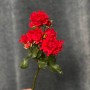 Hashtag Treasure Spray Peony Rose