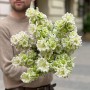 Evergreen Pearl Campanula