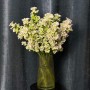 Evergreen Pearl Campanula