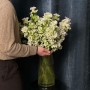 Evergreen Pearl Campanula