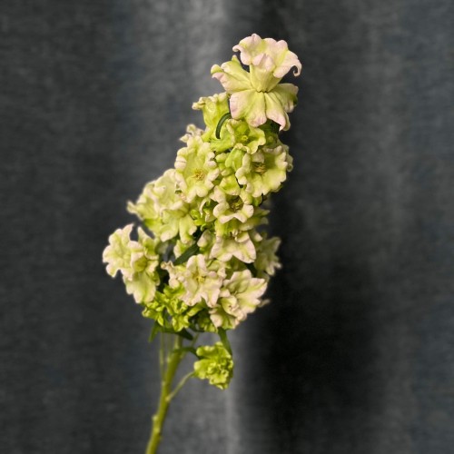 Evergreen Pearl Campanula