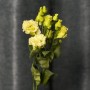 Alissa White Eustomas