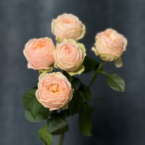 Lady Ella Spray Peony Rose